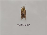 藏品(中銀紋刺蛾)的圖片